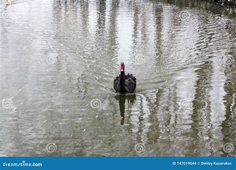 Black Swan Floating On The Pond Stock Photo Image Of Royal Swan