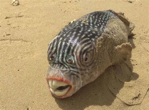 Crazy Looking Fish From The Deep Sea In 2020 Alien Fish Weird Sea