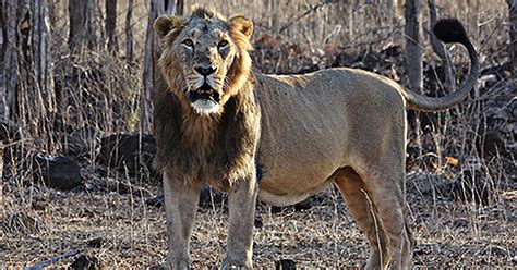 Endangered Asiatic Lions Have Been Making The News Recently For