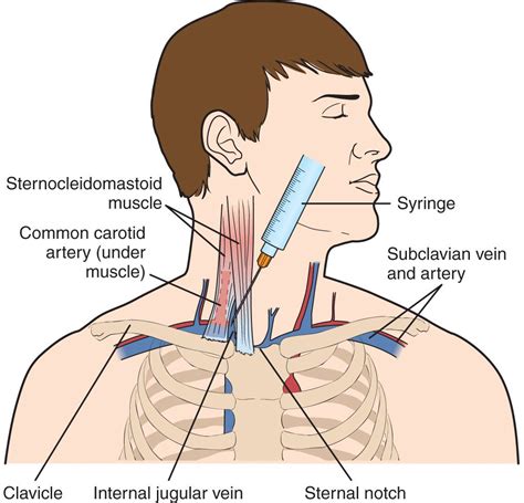 neck veins anatomy