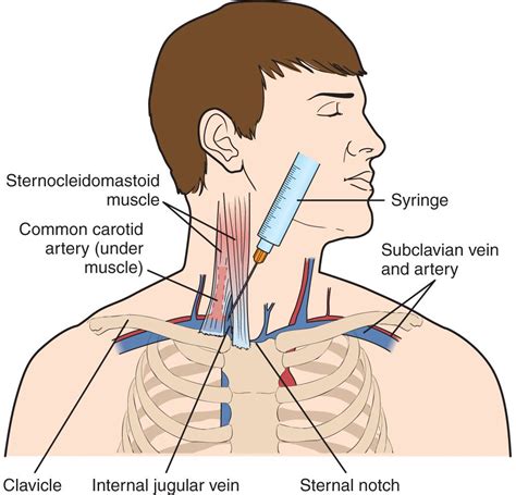 Jugular Vein Anatomy