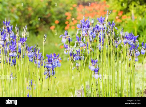 Flower Blue Iris Stock Photo Alamy