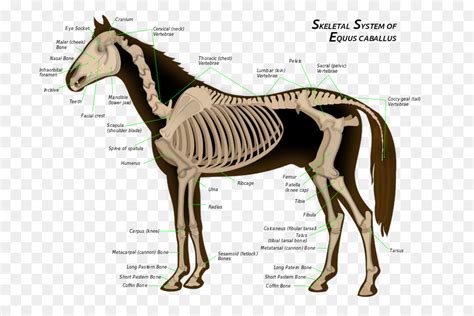 25 Anatomi Kuda