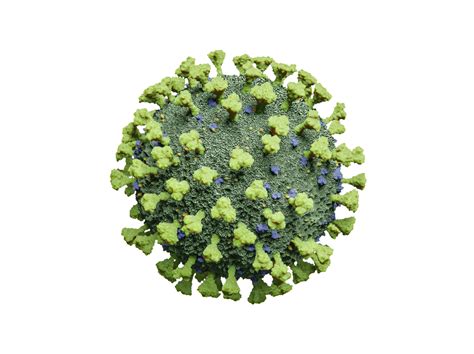 Human Coronavirus Nl Lysate The Native Antigen Company