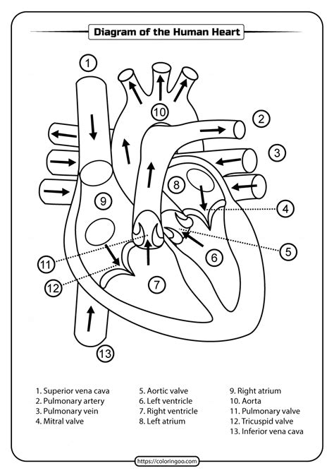 Printable Diagram Of The Human Heart Pdf Worksheet