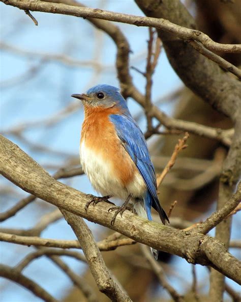 Do Bluebirds Fly South For The Winter