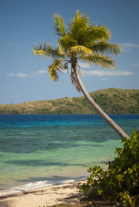 Free Stock Photo Of Palm Tree On An Idyllic Tropical Beach