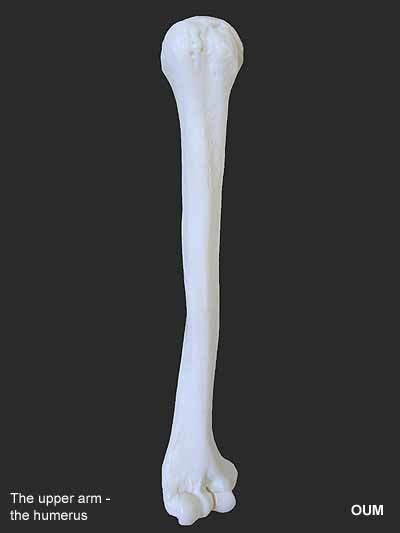 This type of joint lets you rotate your shoulder in many. Human upper arm bone - the humerus (With images) | Anatomy ...