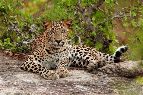 Sri Lanka Leopard Ttc Sri Lanka