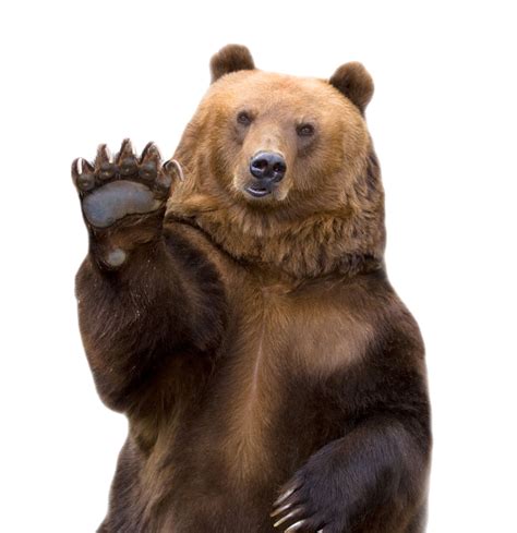 Grizzly Bear Png Png Image Collection