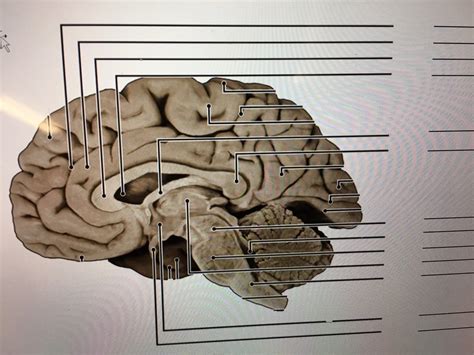 Side Brain Slice Part 1 Diagram Quizlet
