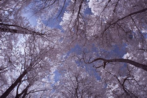Worms Eye View In Infrared By Justmyluck3229 On Deviantart