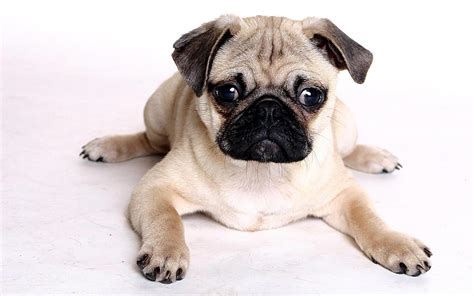 Cute Puppy Dogs Pug Dog Puppies