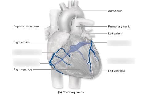 Cardiovascular Coronary Veins Diagram Quizlet