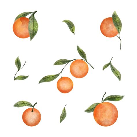 Premium Vector Orange Fruit Watercolor Illustration Set