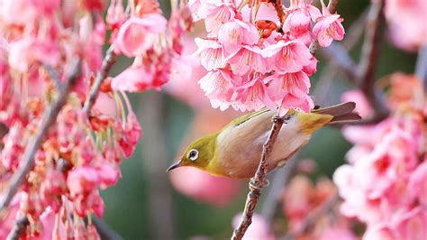 Cherry Blossoms Blooming In Early Spring Attract Birds In Japan Cgtn