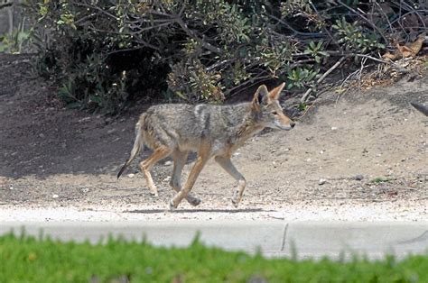 Reports Of Coyote Sightings In Long Beach Increase Sharply This Year