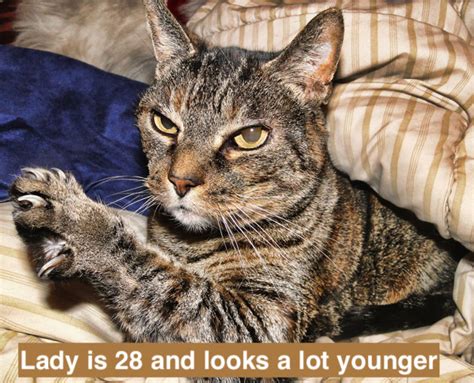 The youngest a kitty should be before she's spayed is 8 weeks old. 28-year-old cat looks much younger than her age. What's ...