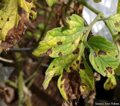 Use the photos and symptoms of the most common tomato diseases to identify your tomato plant problem and learn all about causes and treatments. 20 Common Tomato Plant Problems and How to Fix Them