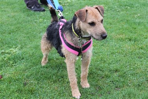 Adopt A Dog Mr Darcy Arty Terrier Lakeland Dogs Trust Dogs