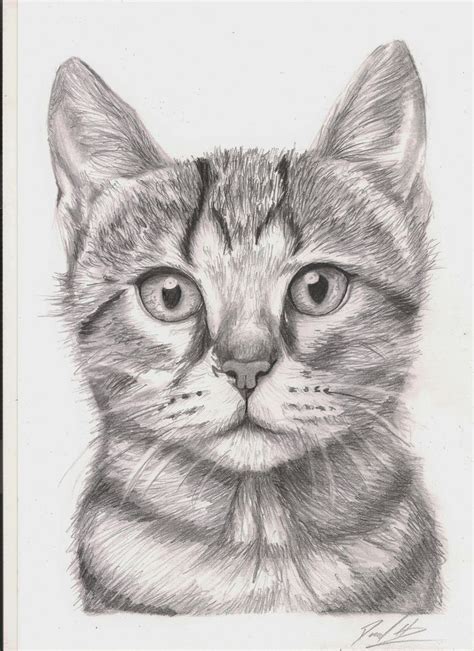 Scaredy Cat Pencil A Post Cats Art Drawing Kitten Drawing Cat Sketch