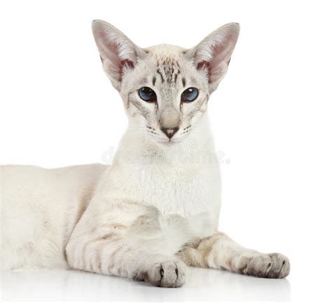 Ragdoll cats come in a variety of colors: Oriental Blue Point Siamese Cat Stock Photo - Image: 21882032