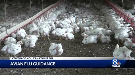 Avian Flu Guidelines