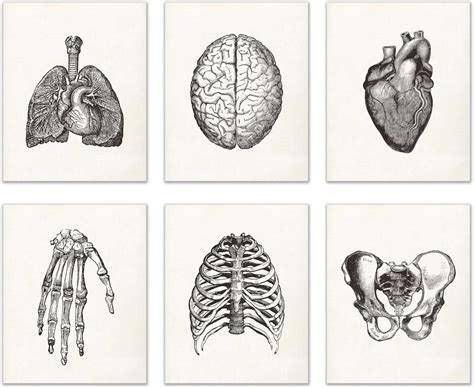 Vintage Anatomy Posters Ver Ver Pelicula Popular