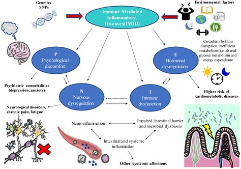 Biology Free Full Text Immune Mediated Diseases From The Point Of View Of