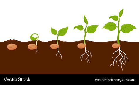 Plant Growth Stages Sprout Grow Cycle Of Seeds Vector Image