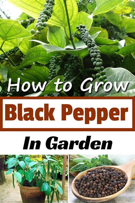 How To Grow Black Pepper In Garden Organic Gardening Tips Pepper