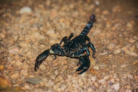 Giant Forest Scorpion Heterometrus Sps Kaushik N Flickr