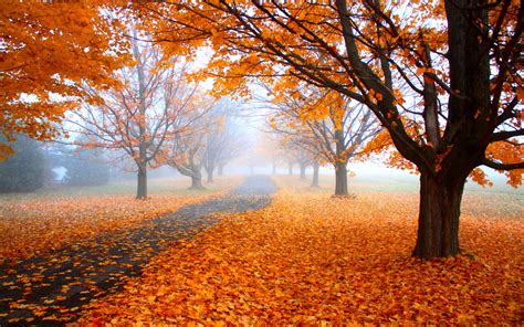 Nature Landscape Morning Mist Fall Road Trees Orange Leaves