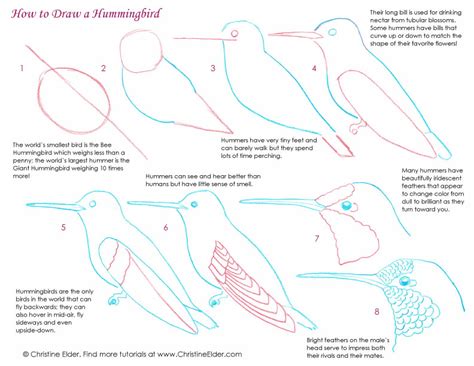 Drawing A Hummingbird Step By Step