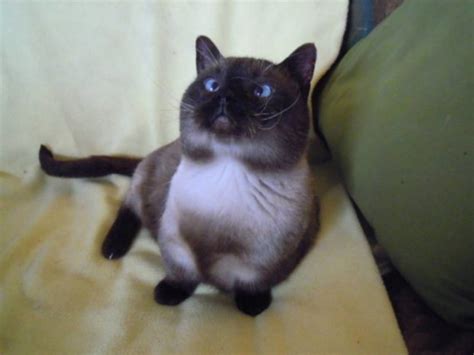 21 Munchkin Cats That Are So Adorable You Wont Believe