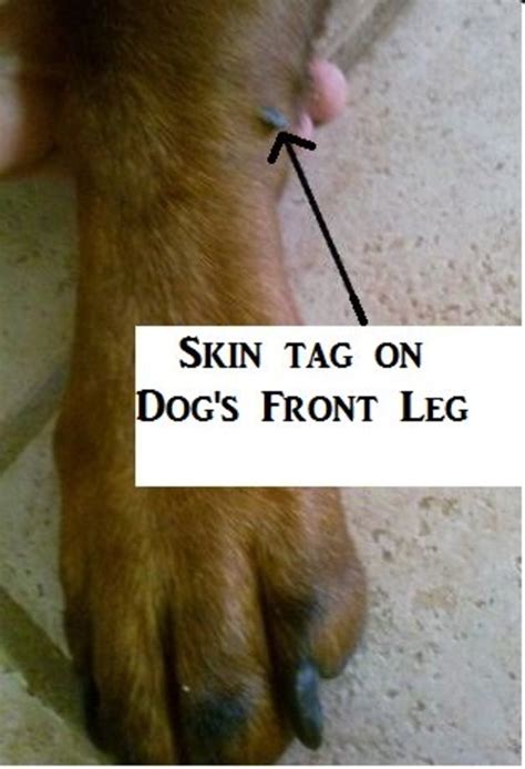 How Much Does It Cost To Remove A Dogs Skin Tag Howotremvo
