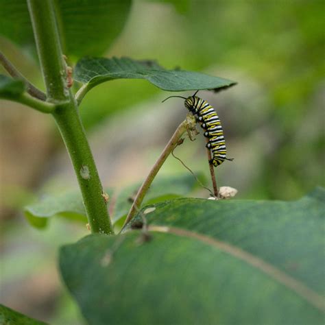 Plastic milk containers are plastic containers for storing, shipping and dispensing milk. Common Milkweed (Asclepias syriaca) — Ontario Native Plant ...