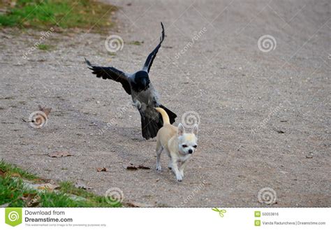 A Bird Dog Attack Stock Photo Image Of Abstract Attack 50053816