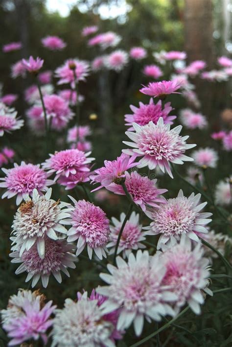 Pink Chrysanthemum Flower Pot Mum Stock Image Image Of Countryside