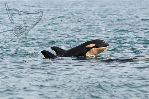 New Baby Orca Spotted Near Sooke Is The Fifth Addition Since December