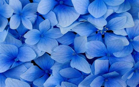 Blue Flower Desktop Wallpapers Top Free Blue Flower Desktop