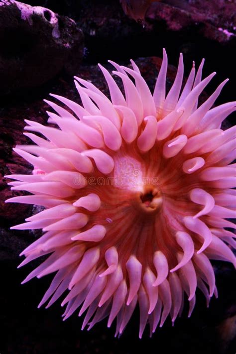 Sea Anemone Stock Photo Image Of Pink Life Marine 18569054