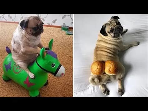 Funniest And Cutest Pug Dog Videos Compilation 2020 1