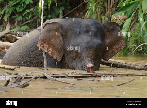 Borneo Pygmy Elephant Elephas Maximus Borneensis Male In Water