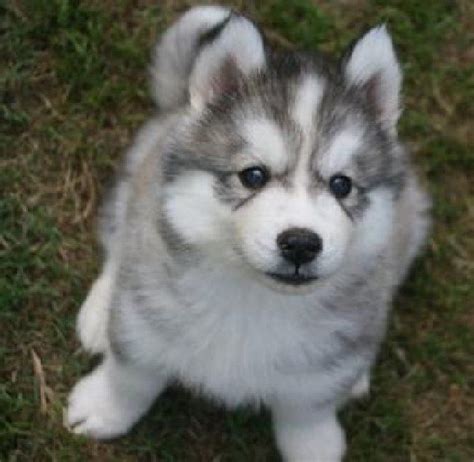 52 Best Images About Husky On Pinterest Puppys Siberian