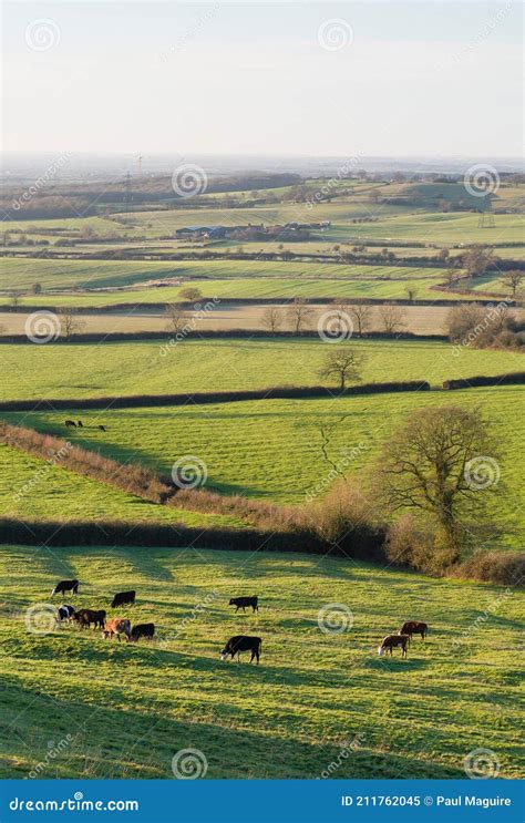 Cattle Farming In Uk Farmland With Fields And Hedgerow Stock Image