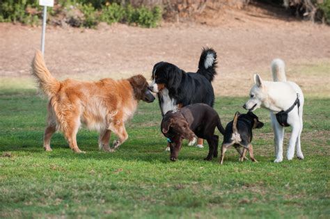 The Important Benefits Behind Group Training And Socialization For Dogs