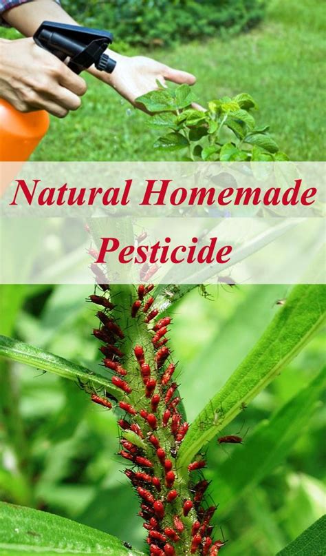 Natural Homemade Pesticide Pesticides For