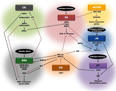 An Overview Of Plant Hormone Signaling Networks And Their Crosstalk In
