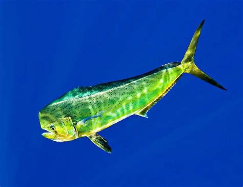Mahi Mahi Fish Habitat Diet Life Cycle And Facts Fishontips